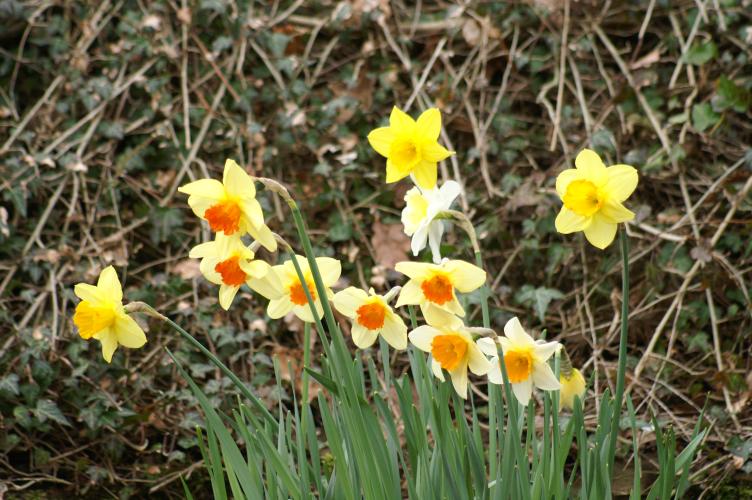 Daffodils