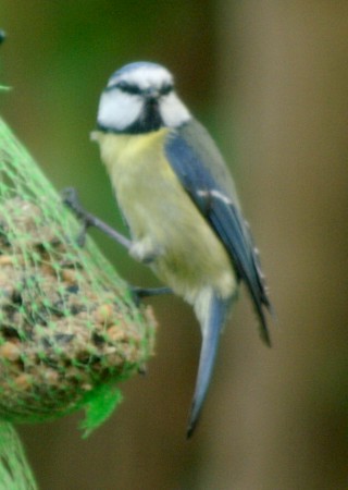 Blue Tit