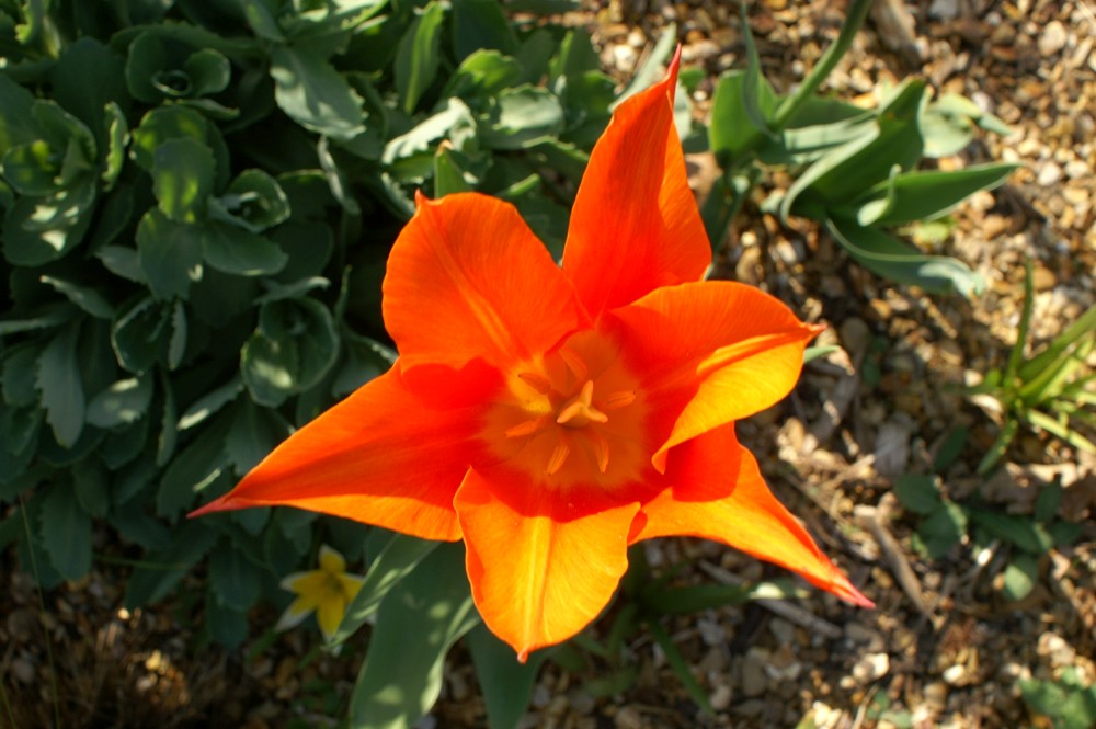 Tulip