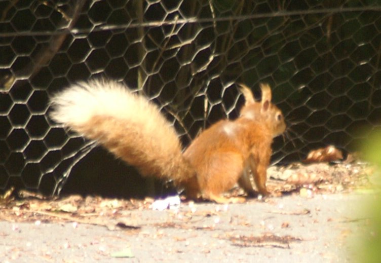 A red squirrel A red squirrel