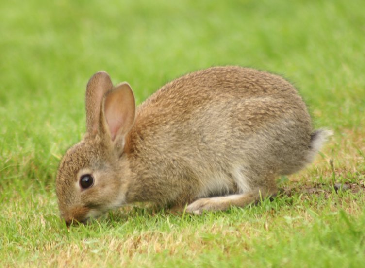 Rabbit Rabbit