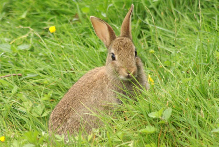 Rabbit Rabbit