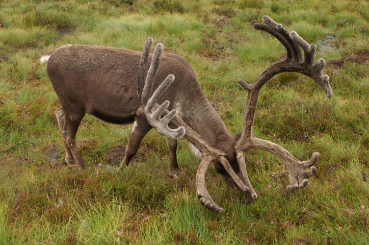 A Reindeer A Reindeer