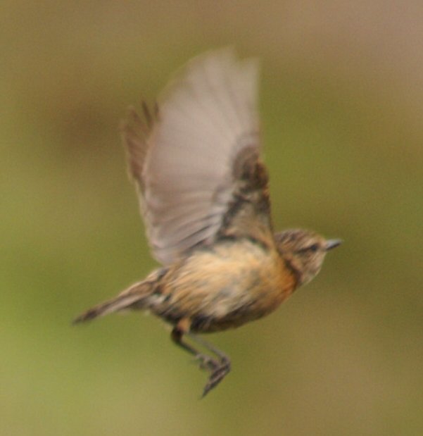 Stonechat taking off Stonechat taking off