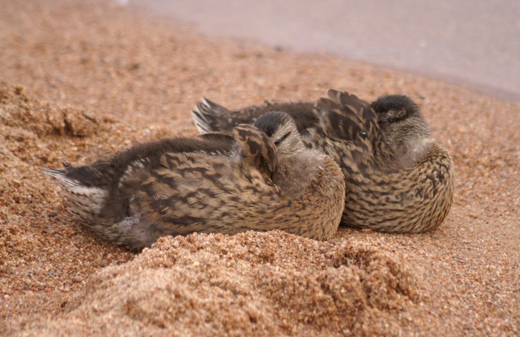 Young sleepy ducks Young sleepy ducks