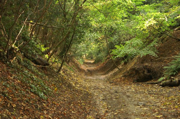 Pathway through the forest