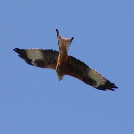Red Kite