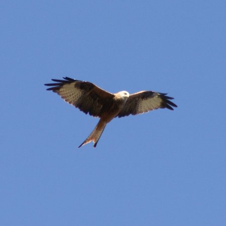 Red Kite