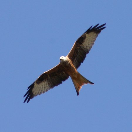 Red Kite