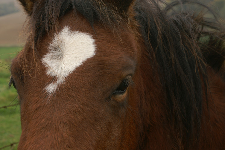 A horse up close. They always come up close. They must like cameras. This one tried to lick mine.