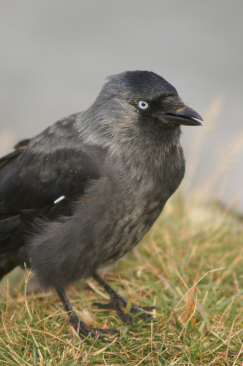 A jackdaw A jackdaw