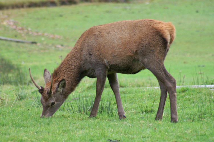 Deer, on Lochranza golf course Deer, on Lochranza golf course