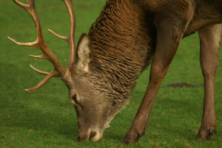 Deer, on the golf course Deer, on the golf course