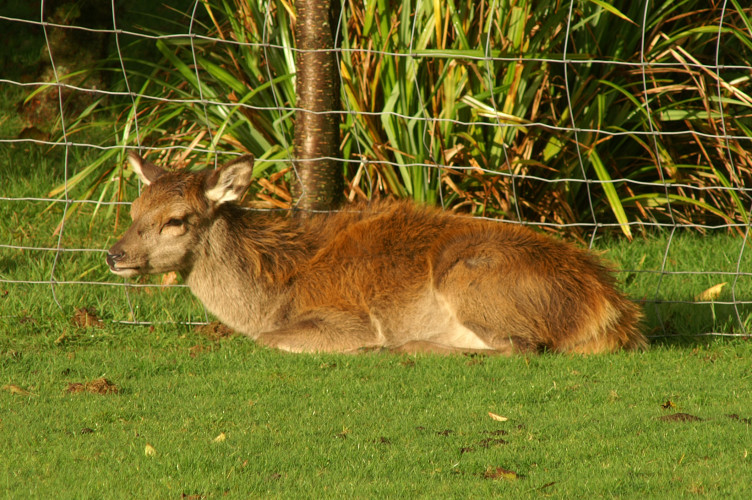 A hind, resting on the golf course A hind, resting on the golf course