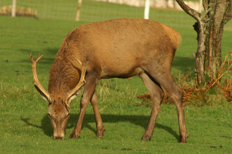 Another deer Another deer