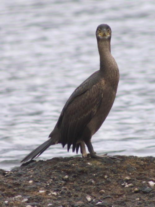 A shag on the shore at Brodick A shag on the shore at Brodick