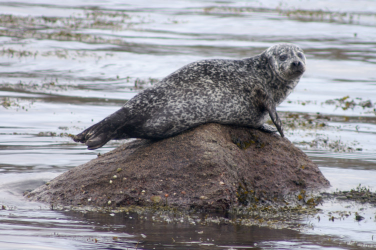 A seal A seal