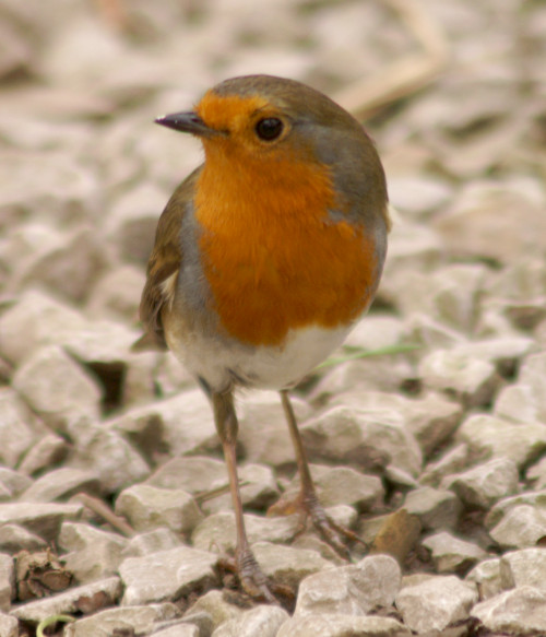A robin A robin