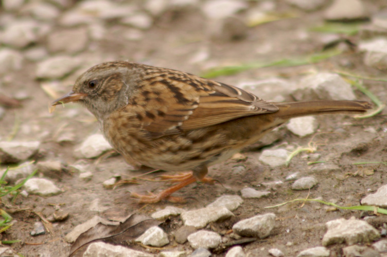 A dunnock A dunnock