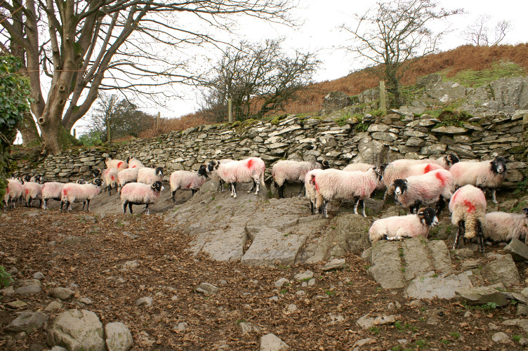 Sheep on the path Sheep on the path