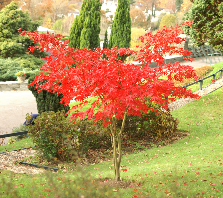 A blazing bright Japanese Maple A blazing bright Japanese Maple