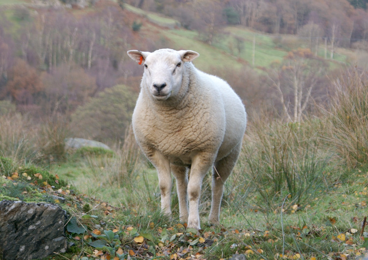 Sheep Sheep