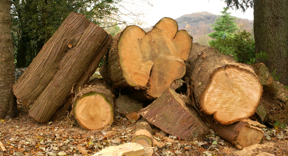 Logs, in the middle of Grasmere village Logs, in the middle of Grasmere village