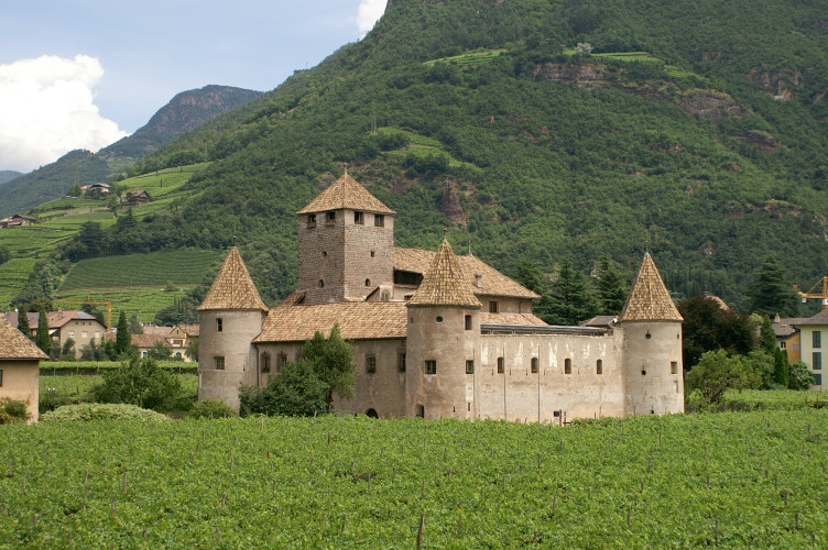 Old castle among vineyards Old castle among vineyards