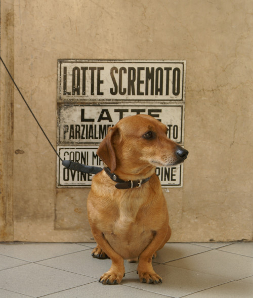 Dog outside shop Dog outside shop