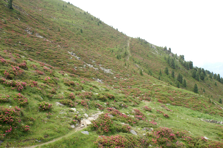 Pink flower covered hillside Pink flower covered hillside