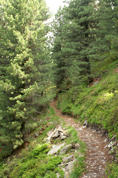 Forest path Forest path