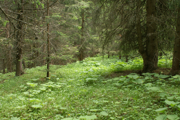 The Magic Forest The Magic Forest