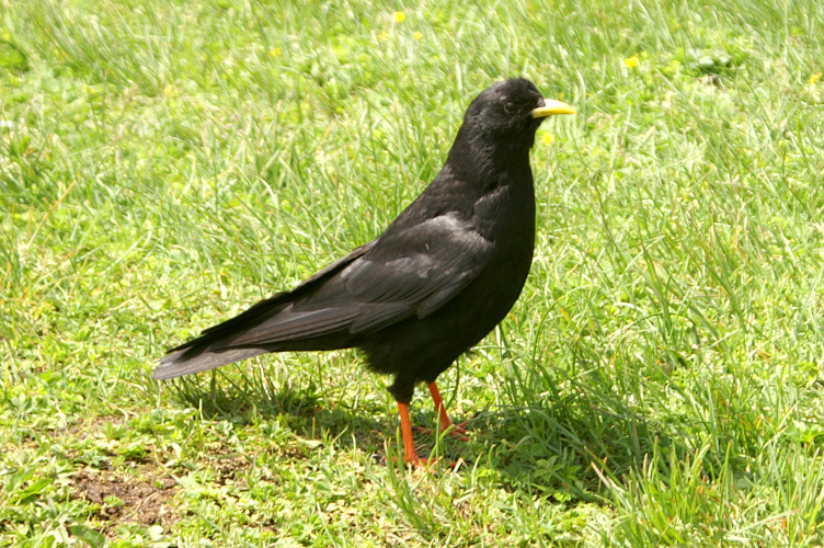 An Alpine Chough An Alpine Chough