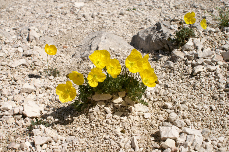 Flowers growing out of the scree slope Flowers growing out of the scree slope