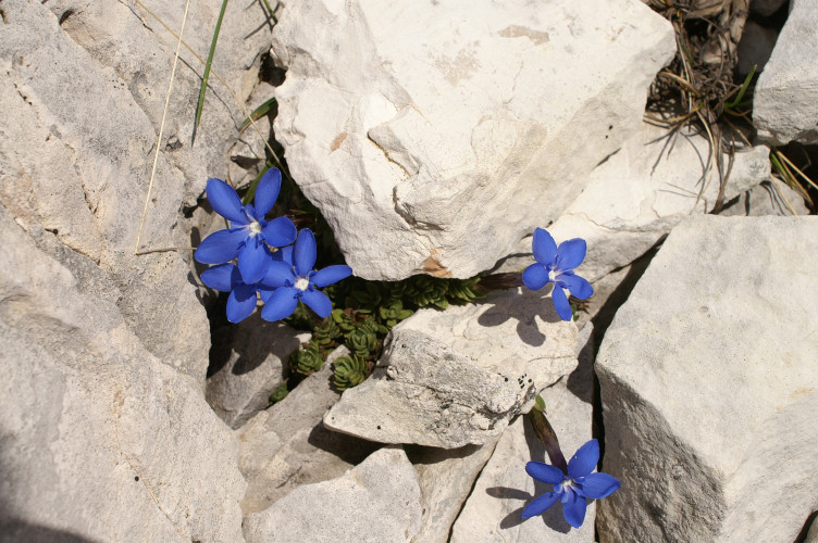 Flowers growing from the rocks Flowers growing from the rocks