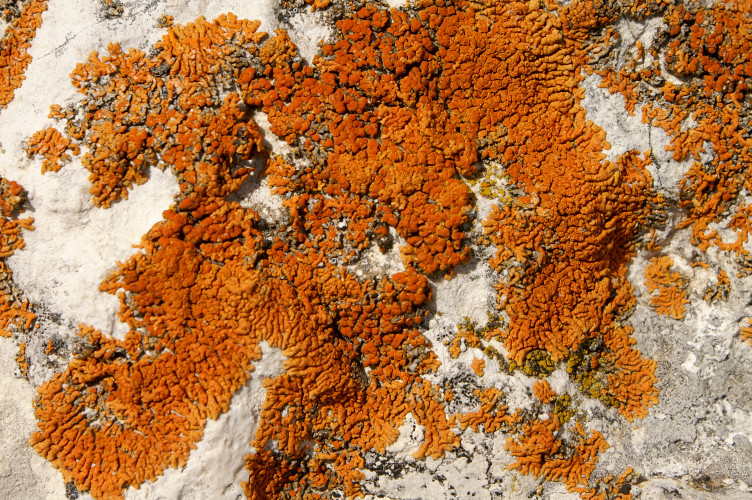Lichen on the rocks Lichen on the rocks