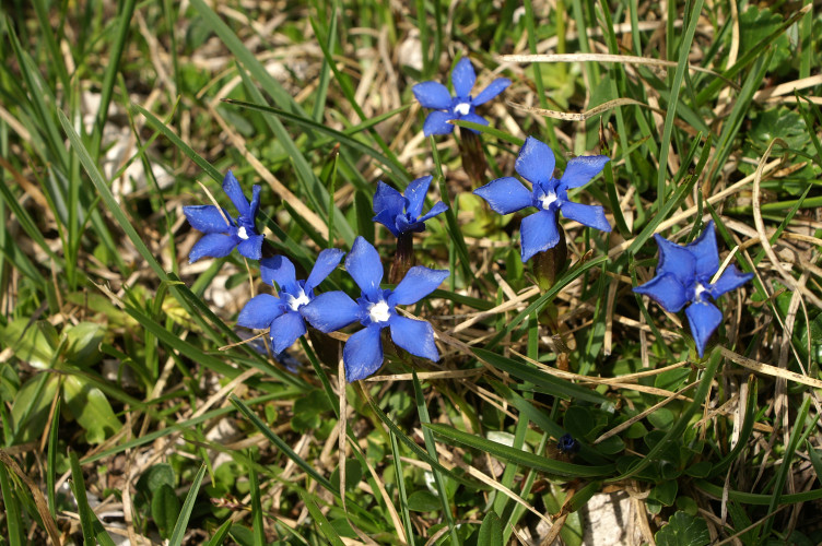 Blue flowers Blue flowers