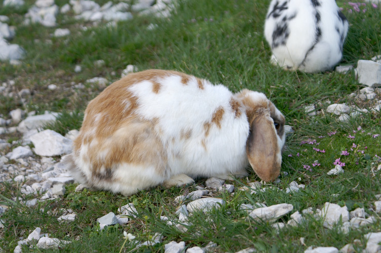 Rabbits! Rabbits!
