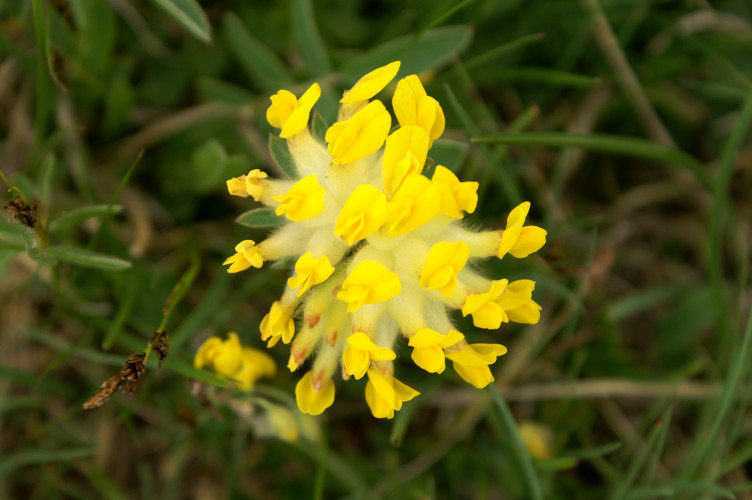 Pretty yellow flowers Pretty yellow flowers