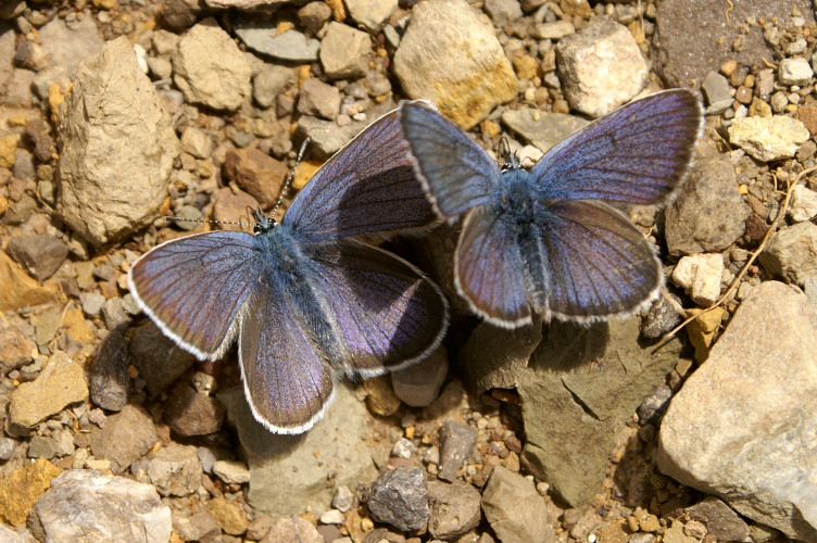 Blue butterflies Blue butterflies