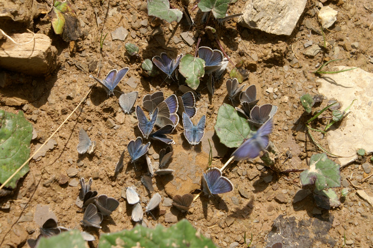 Lots of blue butterflies Lots of blue butterflies