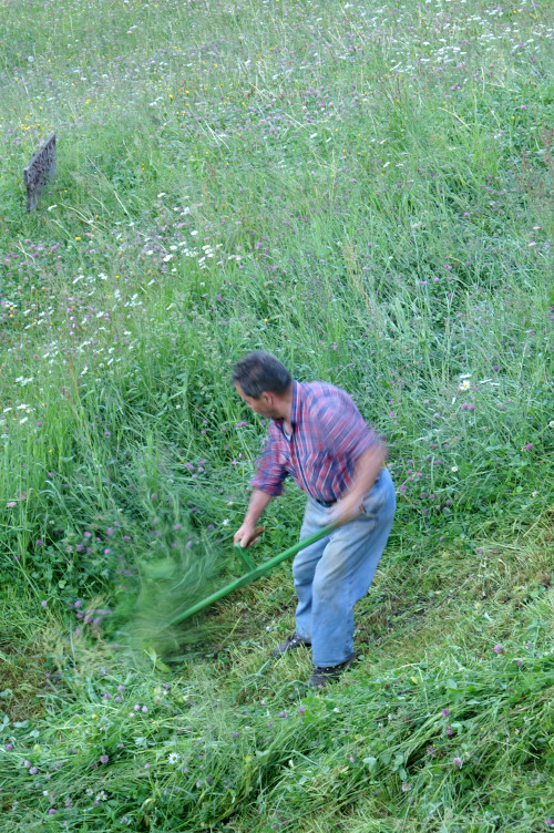 Mowing the meadow with a scythe Mowing the meadow with a scythe