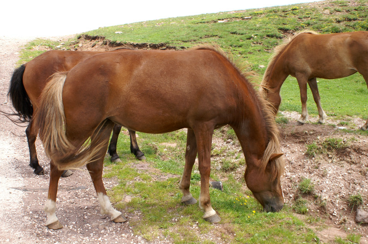 Horses Horses