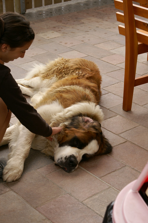 Hostel's dog Hostel's dog