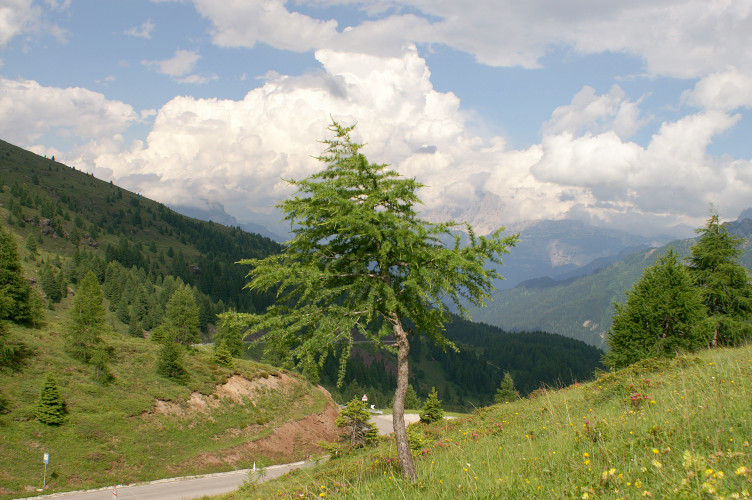 Tree, in front of the West valley Tree, in front of the West valley