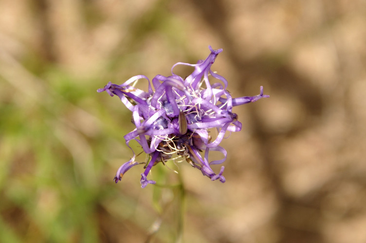 Weird flower Weird flower