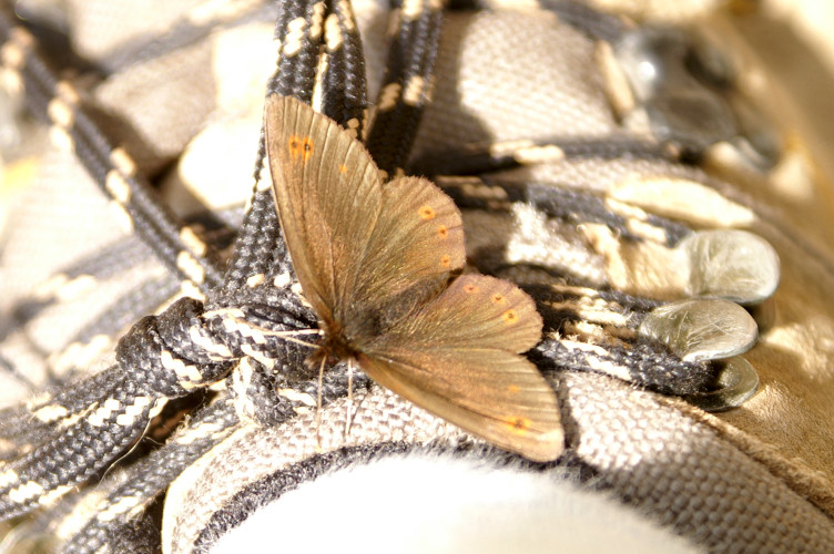 Butterfly Butterfly