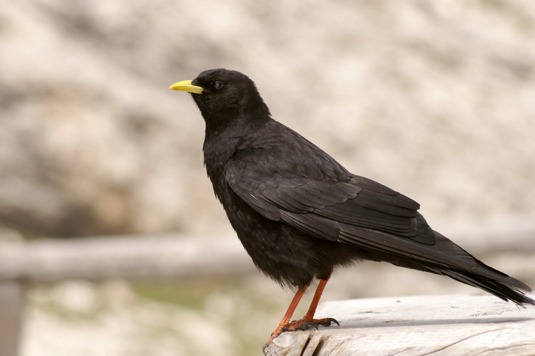 An Alpine Chough again An Alpine Chough again