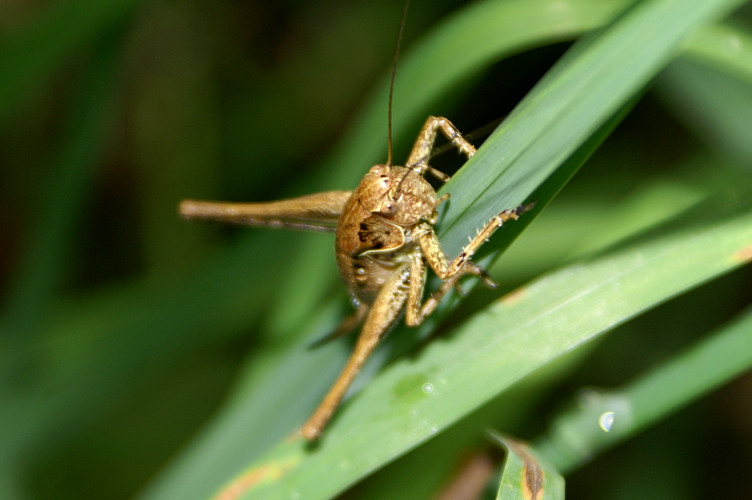 A cricket in the long grass A cricket in the long grass