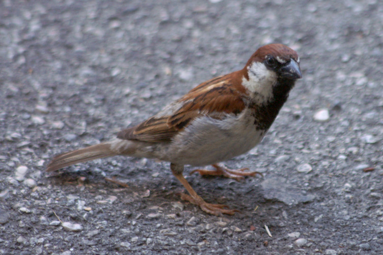 Sparrow Sparrow